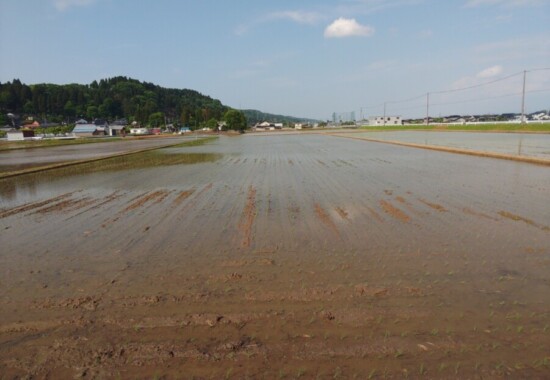 田んぼ