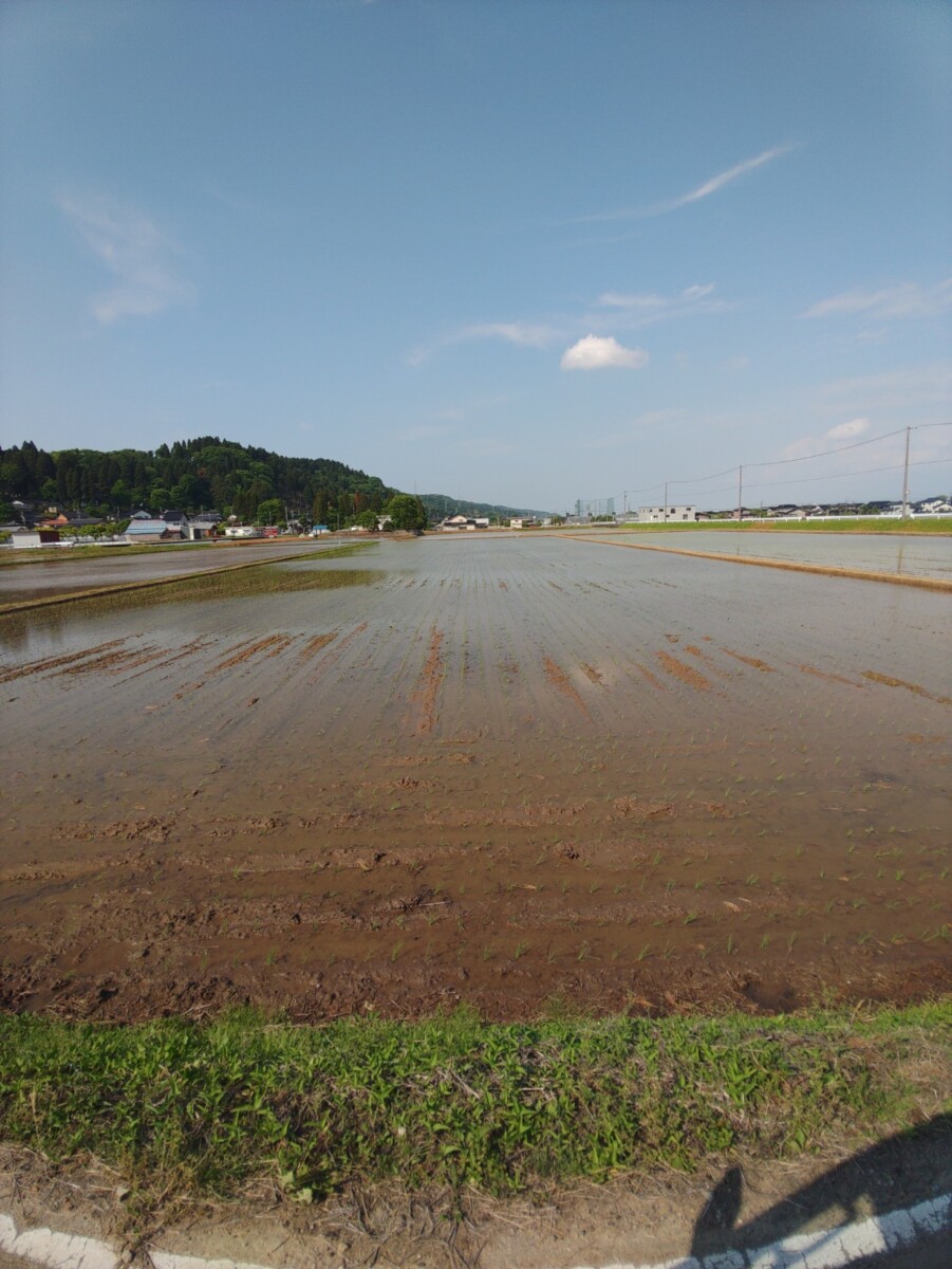 田んぼ