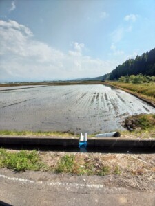 田植え